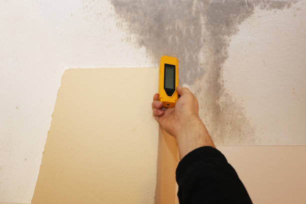 Best Mold Damage Restoration  in Middleborough Center, MA
