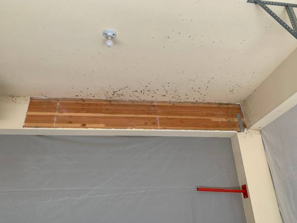 Best Comprehensive Air Testing for Mold Contaminants  in Middleborough Center, MA