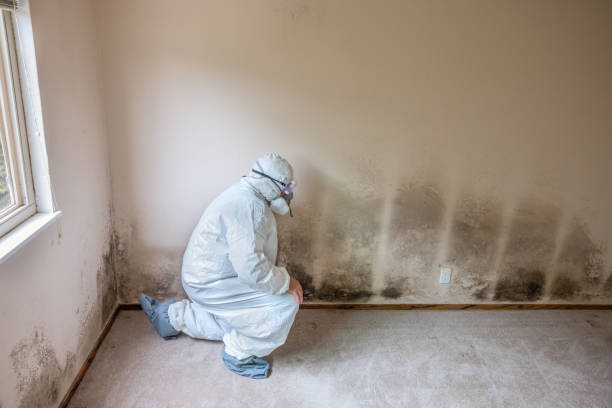 Mold Documentation for Insurance Claims in Middleborough Center, MA