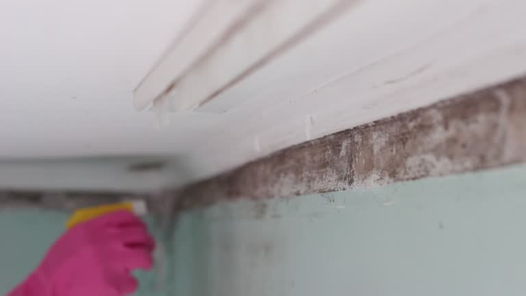 Best Real Estate Mold Inspection  in Middleborough Center, MA